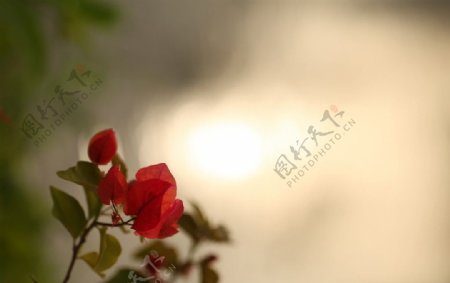 花与太阳图片