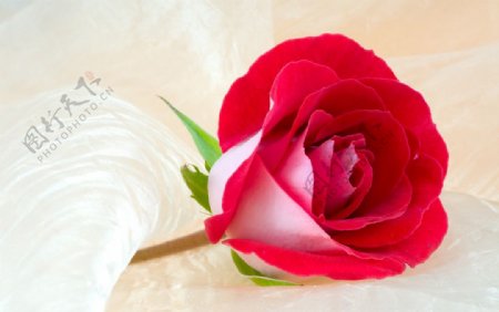 玫瑰花高清图片素材玫瑰花