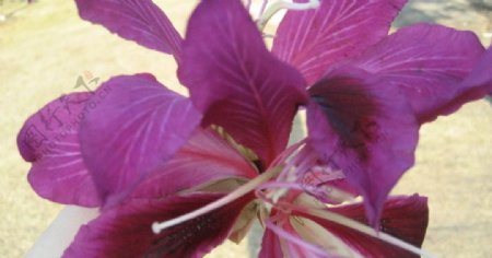 紫荆花非高清图片