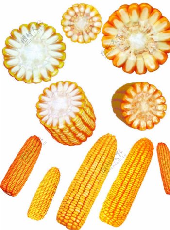 玉米集玉米素材图片
