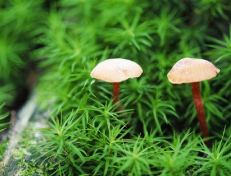 花坛中的蘑菇图片