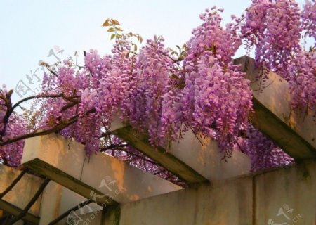 紫色花串图片
