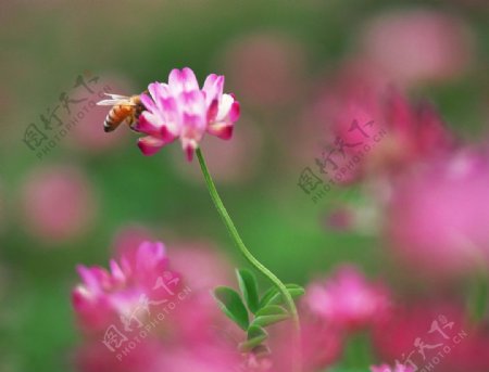 红花和蜜蜂图片