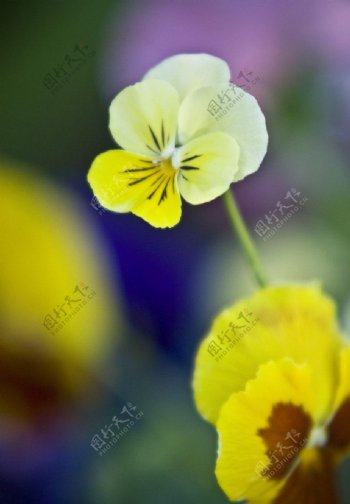 三色堇植物花花卉特写微距图片