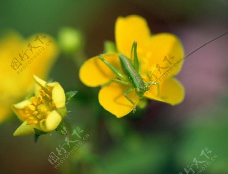 小黄花和蟑螂图片