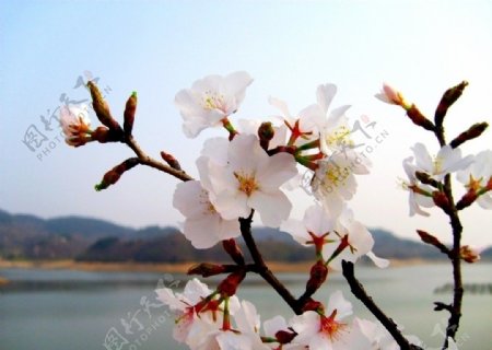 樱花美景图片