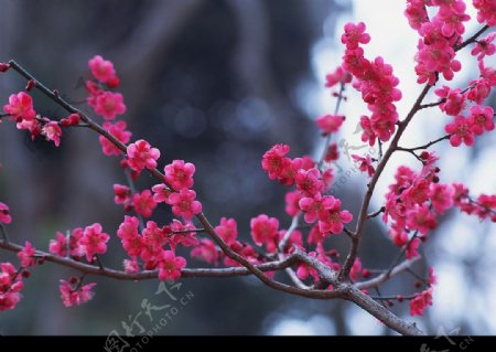 红艳的梅花图片