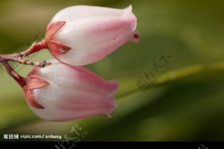 含苞欲放的花朵图片