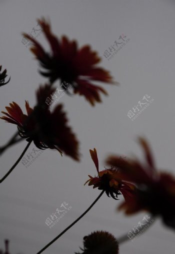 松果菊菊花图片