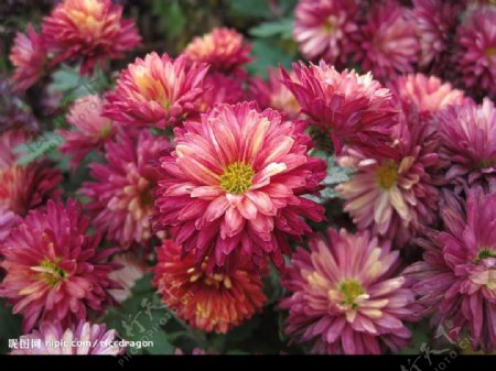 超美紫红色菊花图片