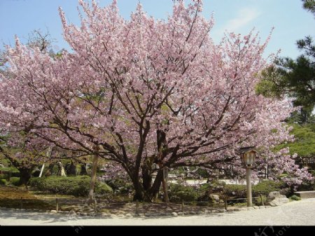 兼六園熊谷櫻图片