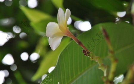 美丽的花图片