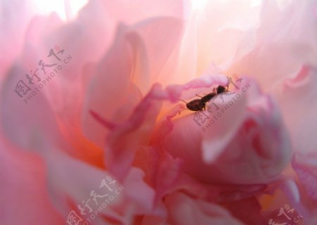 粉色牡丹花与蚂蚁图片