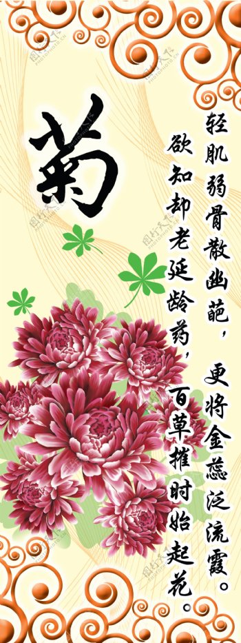 梅兰竹菊之菊图片