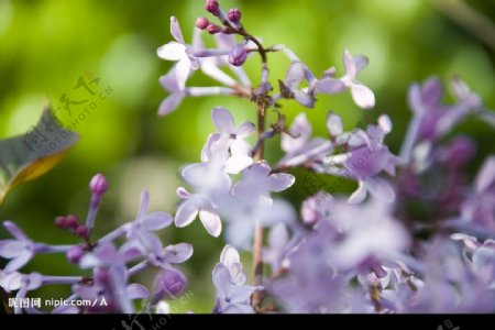 紫丁香花图片