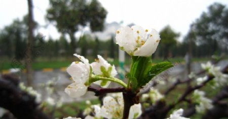 梨花带雨图片