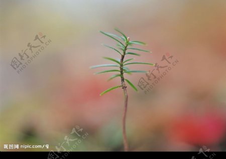 绿芽新生图片