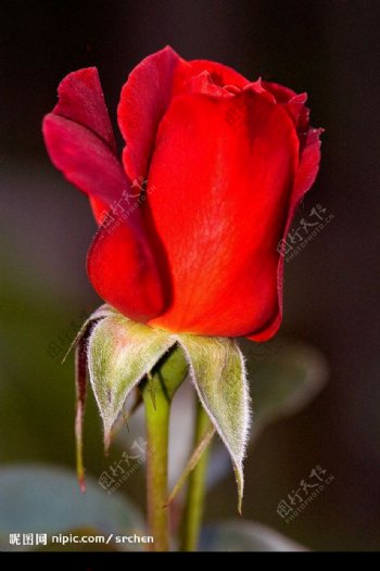 半開的紅色玫瑰花图片