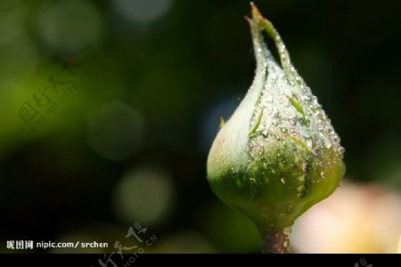 玫瑰花苞图片