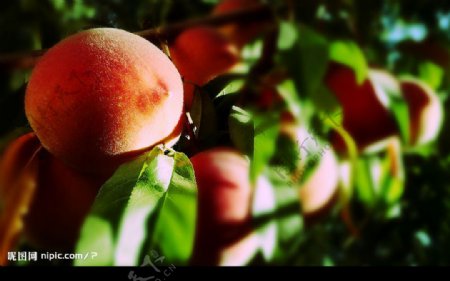 水果特写桃子图片