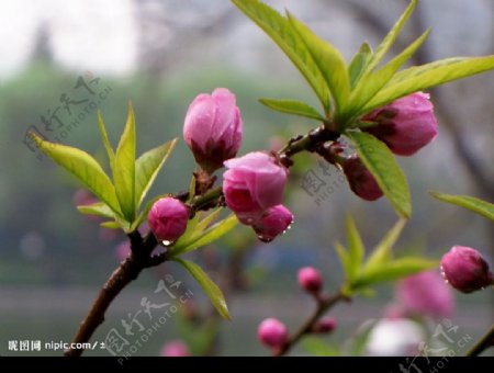 桃花03图片