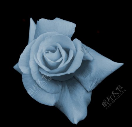 灰色玫瑰图片