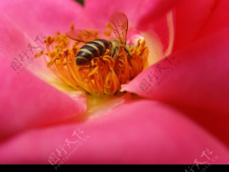 玫瑰月季花蕊蜜蜂图片