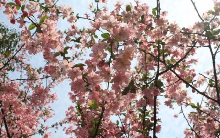 樱花粉红树枝图片