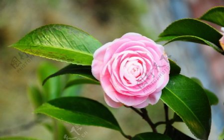 粉红色山茶花图片
