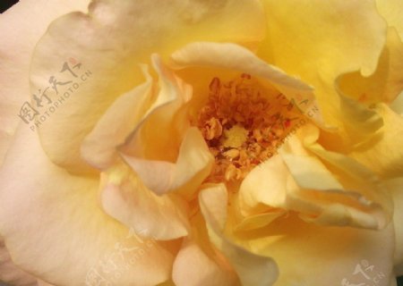 黄色玫瑰花芯特写图片