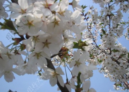 白樱花小花朵花朵花草图片
