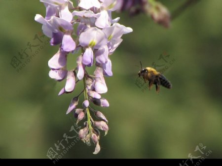 蜜蜂与紫藤图片