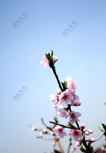 一枝桃花图片