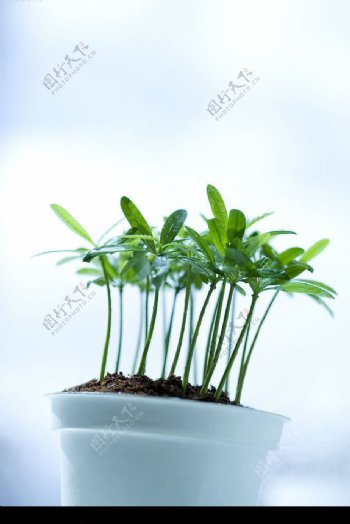 绿叶幼苗摄影图图片