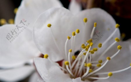 白色樱花图片