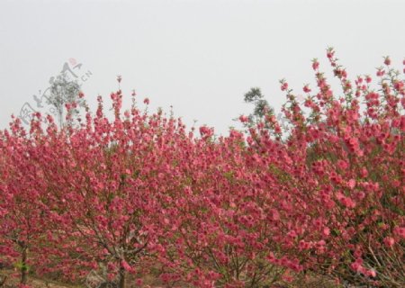 桃花朵朵映天红图片