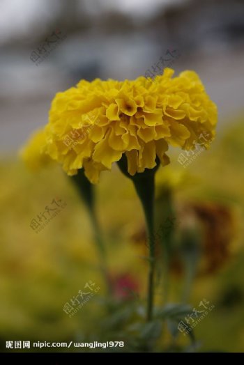 黄色万寿菊图片