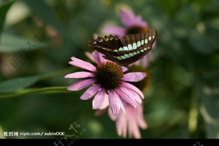 粉红野菊花和美丽蝴蝶图片