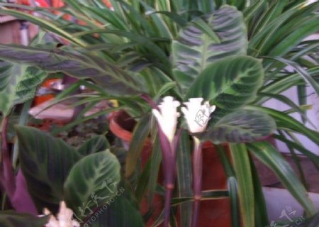 斑叶竹芋的花图片