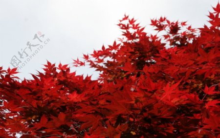 日本红叶图片
