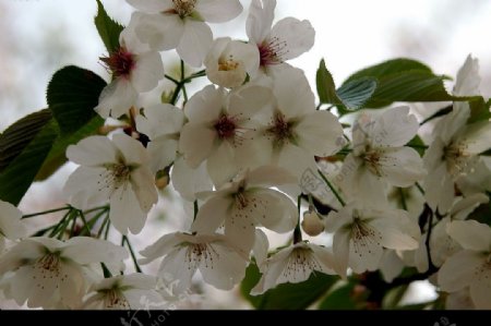 樱花娇容图片