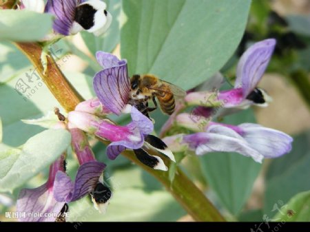 蚕豆花和蜜蜂图片