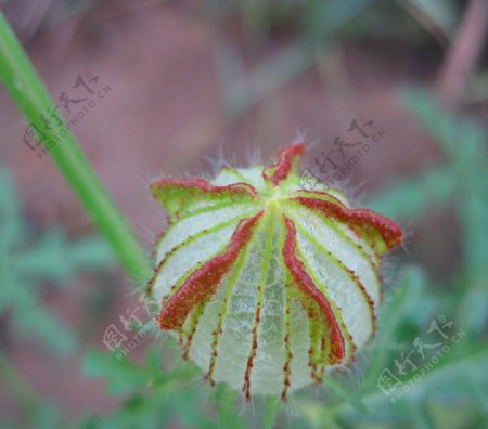 野生西瓜花花蕾图片