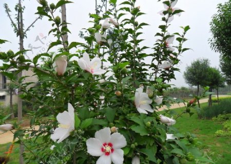 白木槿花图片