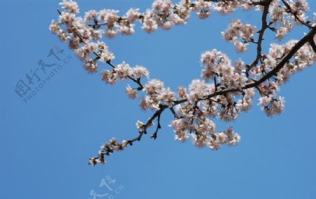 蓝天下的樱花图片