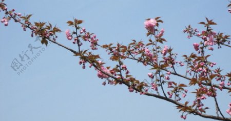 月湖公园的樱花图片