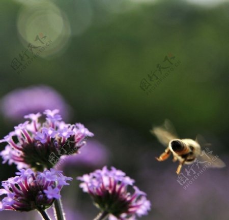 蜜蜂与薰衣草图片