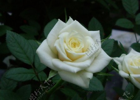 金马仑玫瑰花图片