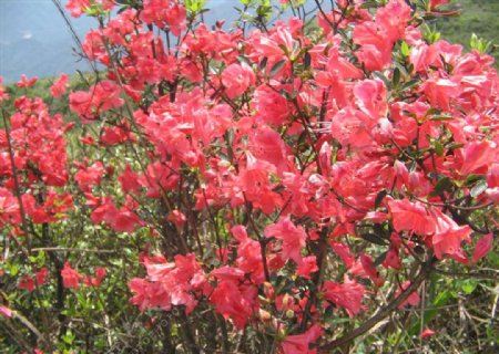 红色一束束花花植物图片植物摄影图片植物照片