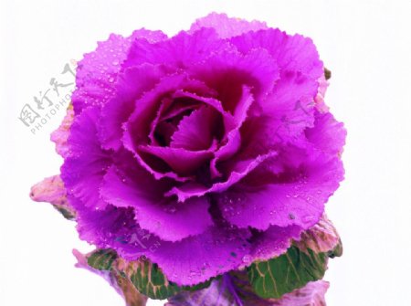 花卉鲜花花朵植物图片植物摄影图片植物照片盛开的花朵紫色花朵
